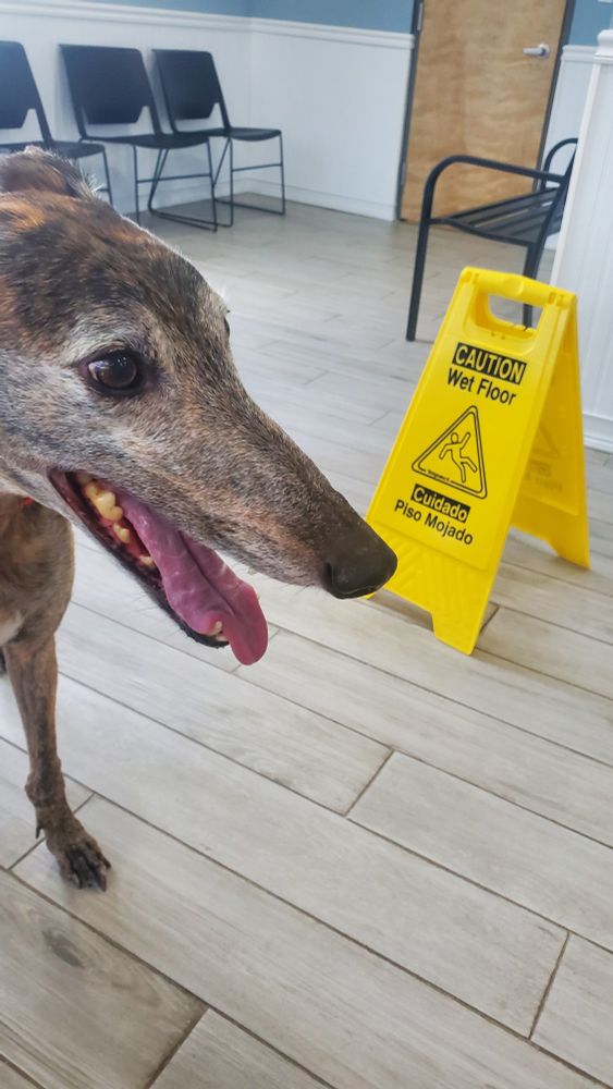 CAUTOIN: this floor is wet bc i may or may not have peed on it. we dont know and it's better like that