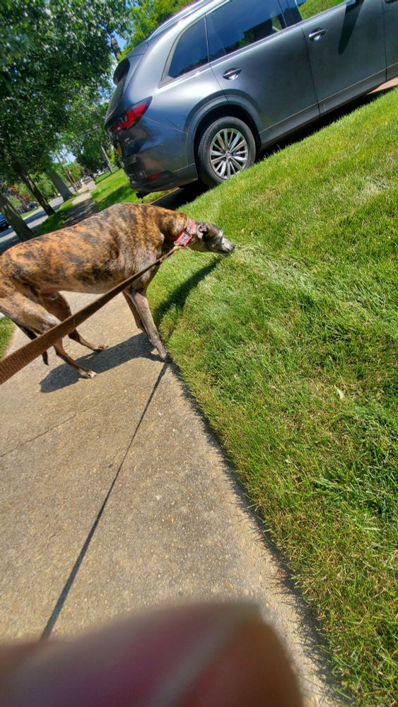 I amb an expert grass inspector.. this grass is seriously lacking in me peeing on it