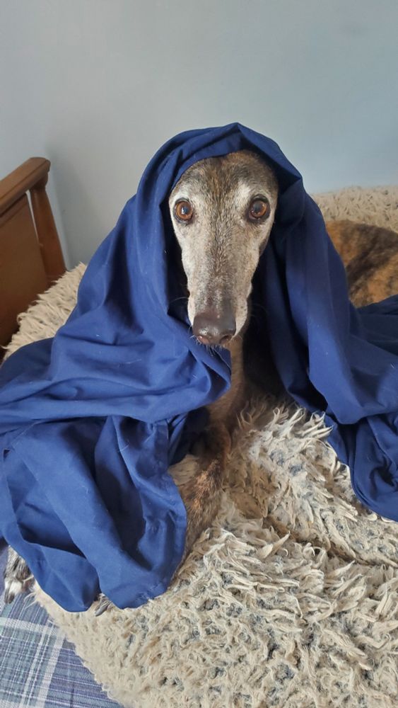 No i was NOT scared by the big bangs in the sky last night becuase i was protected by this protecting coat of protection which protects me from all scary noises and also sorcerers but that second one is less important