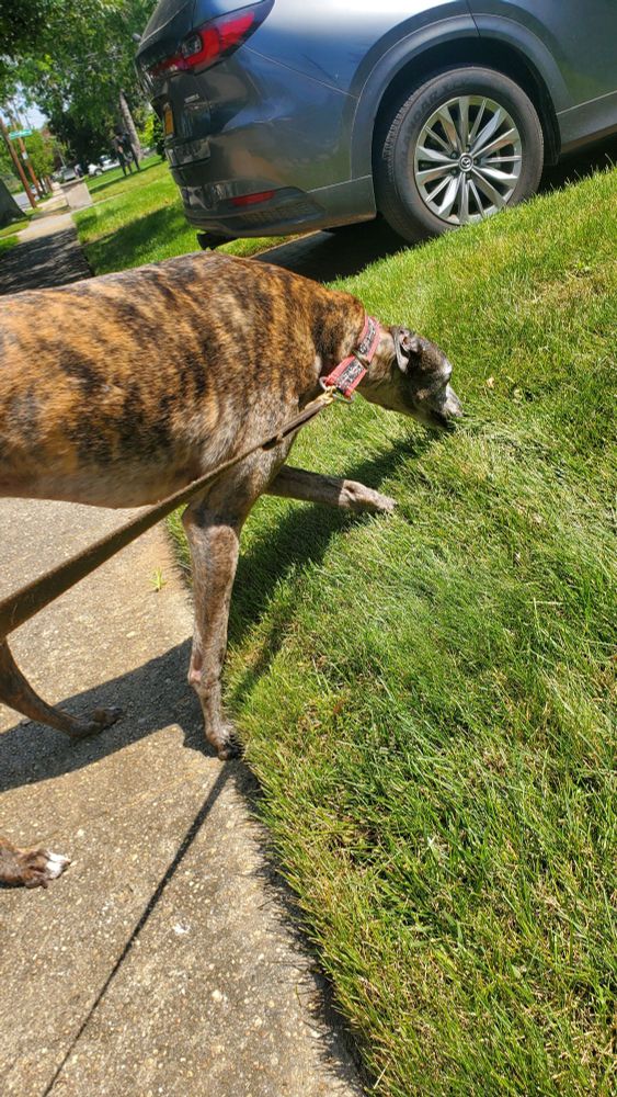 I amb an expert grass inspector.. this grass is seriously lacking in me peeing on it