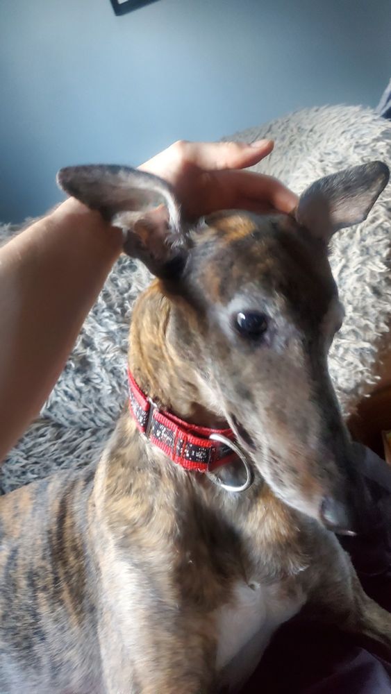 You habve been vosited by THE DOG OF GOOD HEARING.

Good hears will come to your ears but only if you type "He's all ears" down below 👇