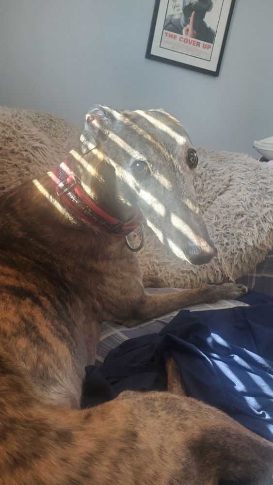 God rays <<<<<<<<<<<<<<< dog rays