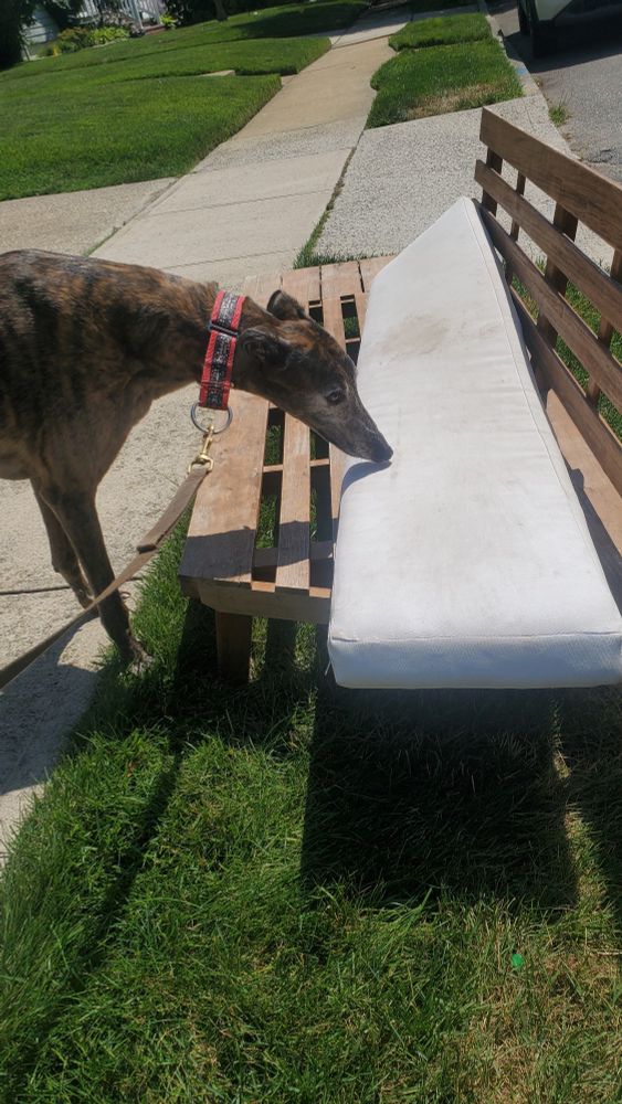 If yous leaves your furnitures out im gonna sniff it. That's rule #1 of nature, baby