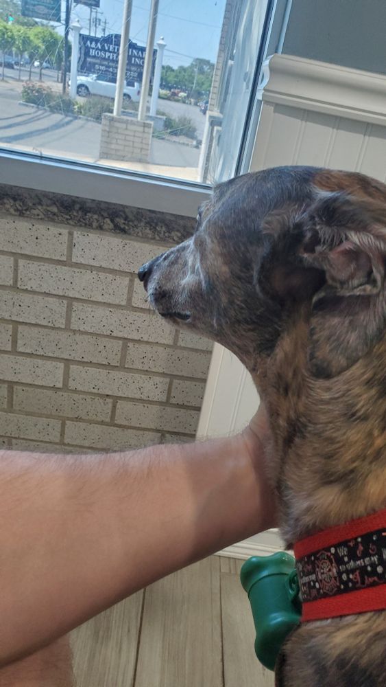 Watcheing the worlde go by.. if it twas not for this arm on me I'd be jumpin through that window and creating all types of ruckus