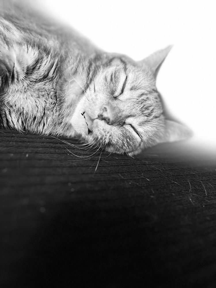 A, not at all mediocre, picture of a cat sleeping with her tongue out. 