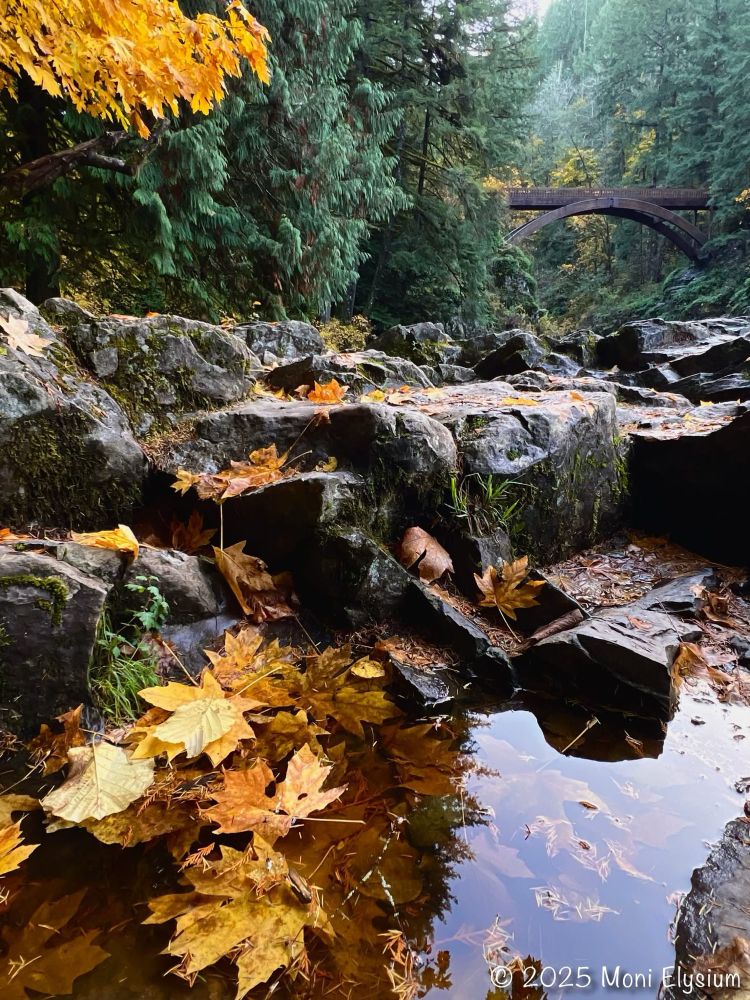 Fall yellow leaves in a puddle & on rocks with an arch bridge in the background 