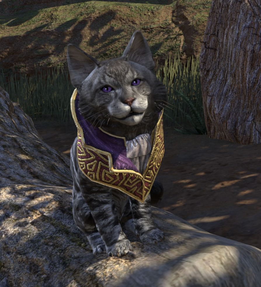 An image from the video game The Elder Scrolls Online showing a grey cat with purple eyes and a fancy dress collar sitting on a log
