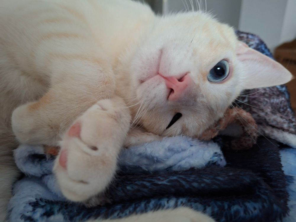 Foto de mi gato Naranja desteñido (tirando a color crema con patrón atigrado naranja clarito) tumbado sobre la manta con un ojo abierto (sus ojos son medio verdes medio azules) y mantiene un patita extendida. 