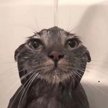 Eine klatschnasse Katze