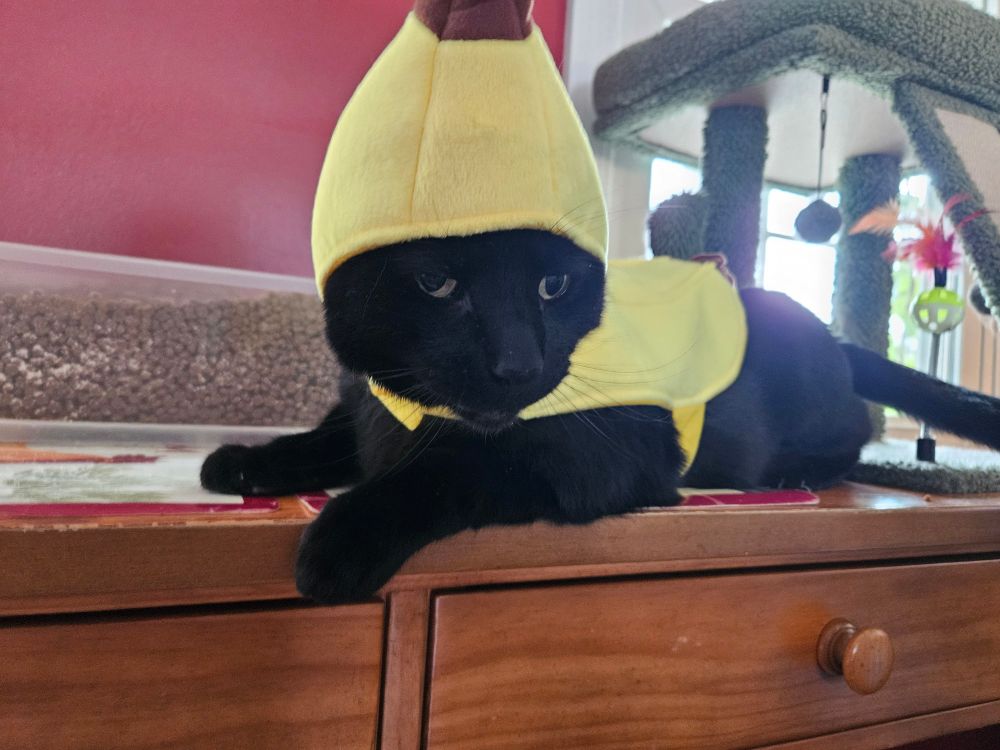 a photo of me cat sirius, a black cat, dressed in the same banana costume. this time he's on a table with a container of food and a small cat tree behind him