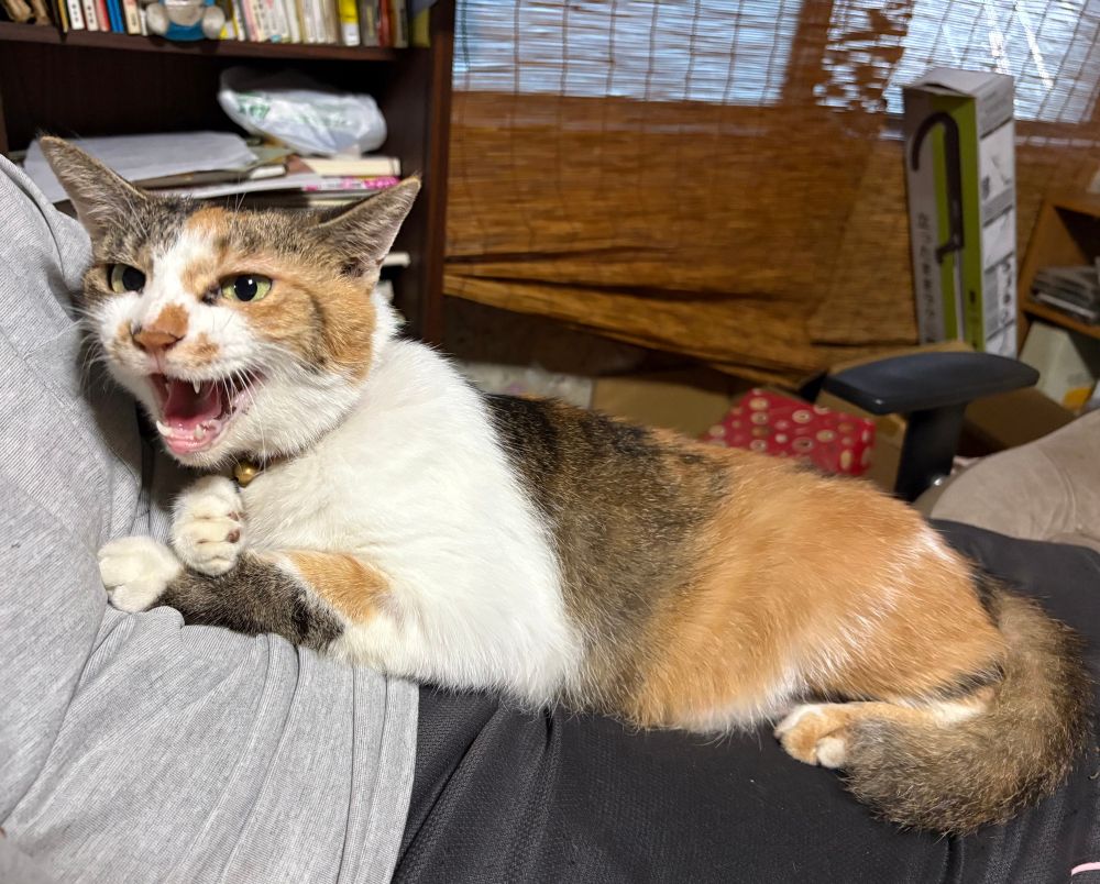 家族の腹の上で口を開けてる三毛猫のルナ