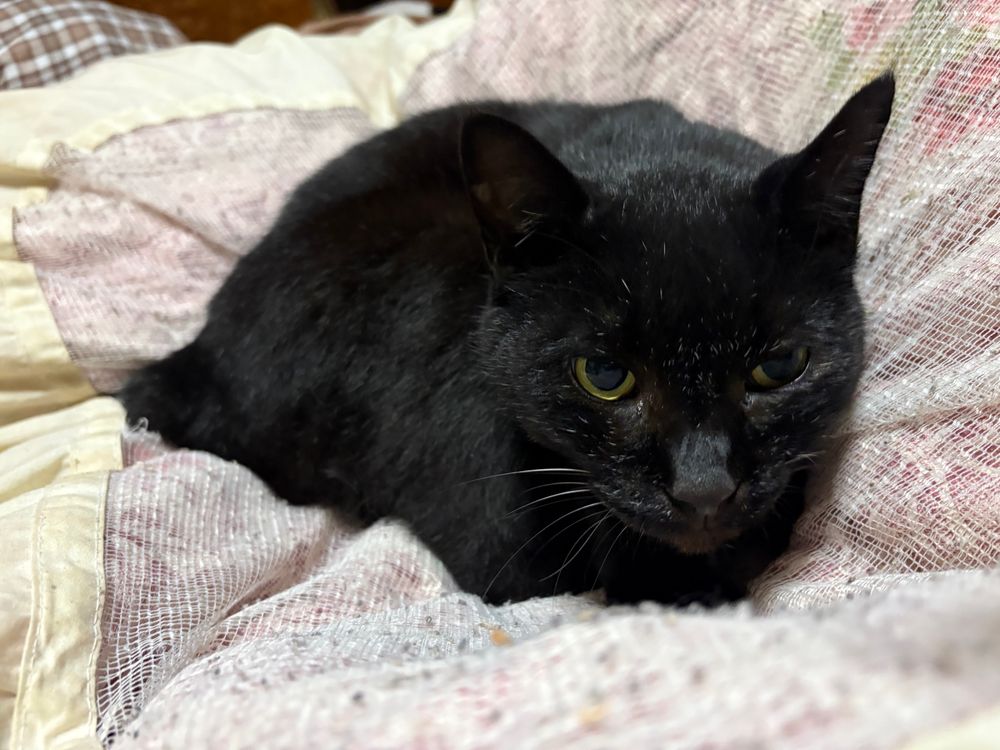 黒猫の「ここあ」が母の布団をへこます