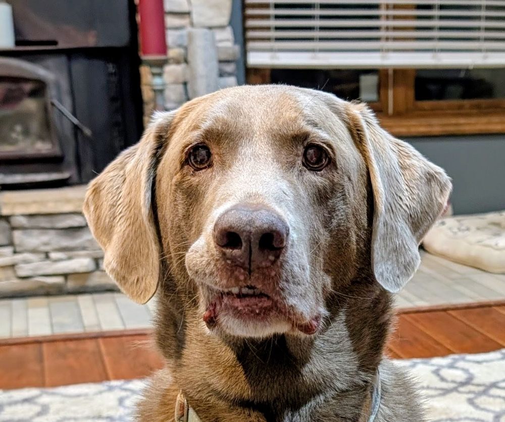 Snaggletooth Lab