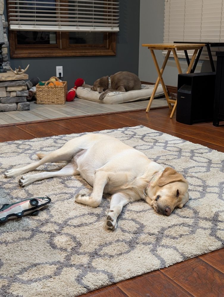 Foreground - sleeping yellow lab 
Background - sleeping silver lab