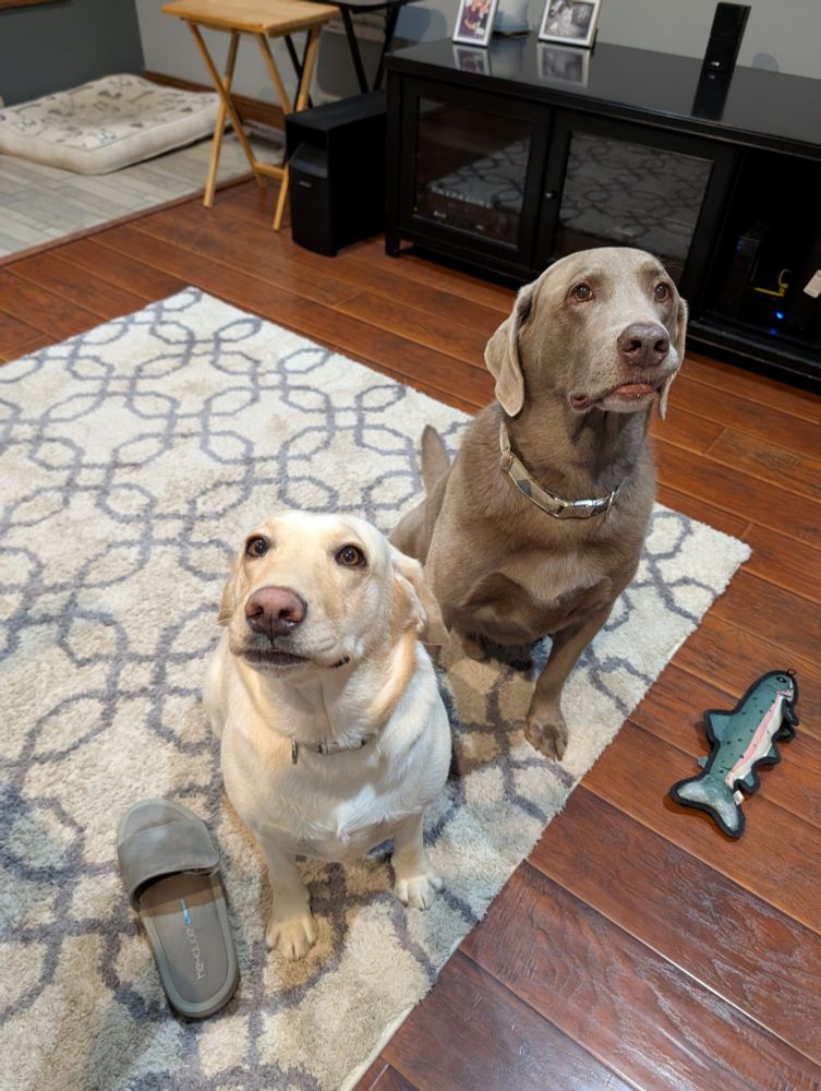 Two labs, looking like they want a treat 