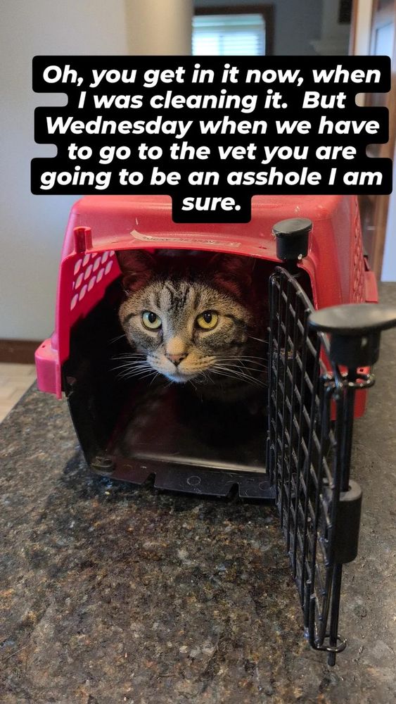 Cat in a cat carrier 