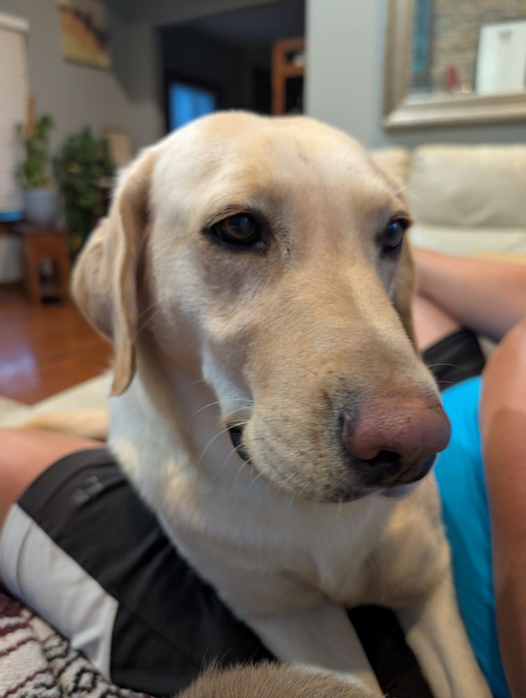 A grinning yellow lab 