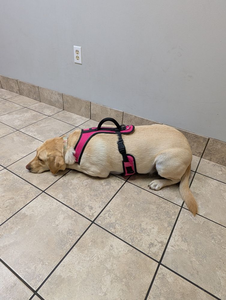 Scared yellow lab