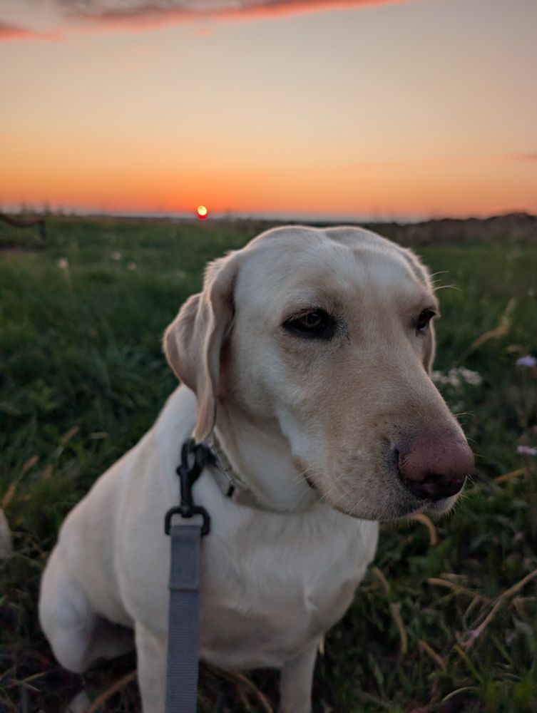 Yellow lab with the sunset behind her