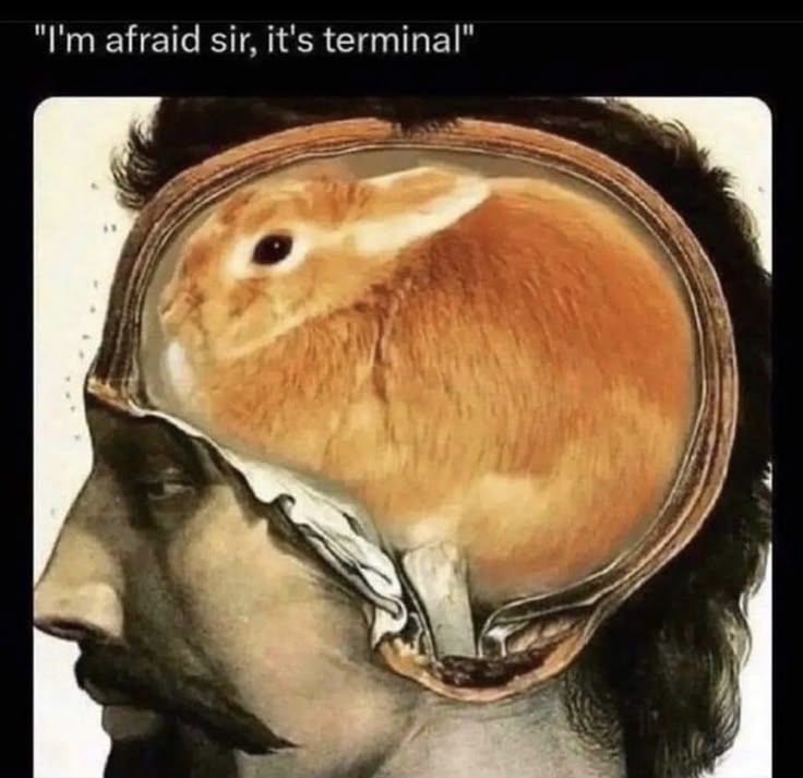 picture of a man's head with a rabbit inside his brain