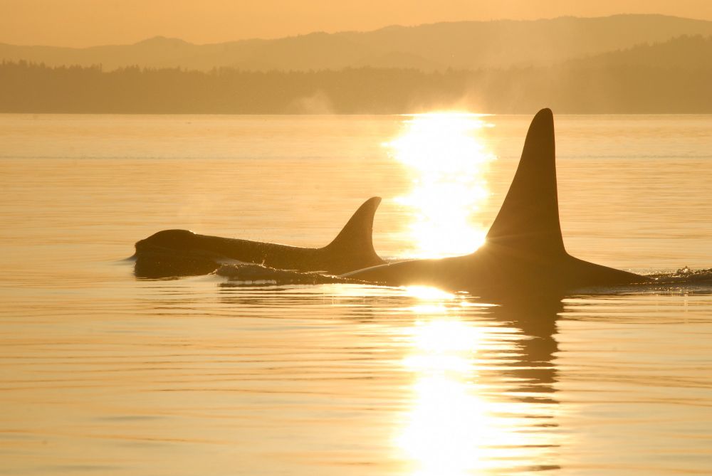 Post reproductive mother and Son copyright David Ellifrit Center for Whale Research