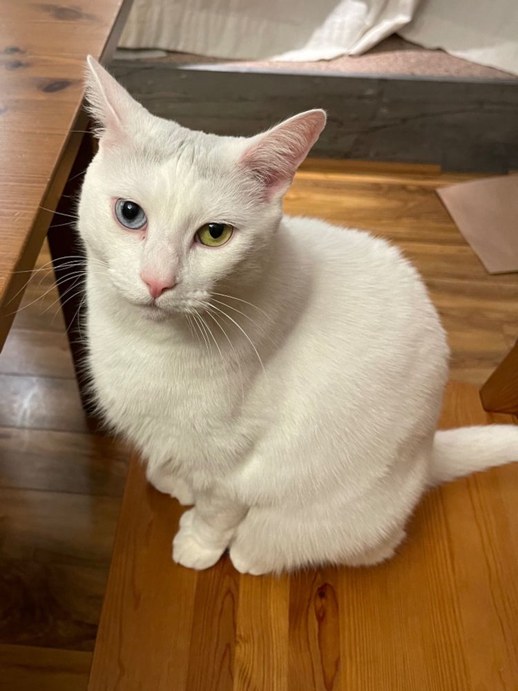 Ziggy the white cat with extra toes and diff colored eyes sitting to the dinner table wait/expecting me to HAND FEED HIM RIGHT AWAY