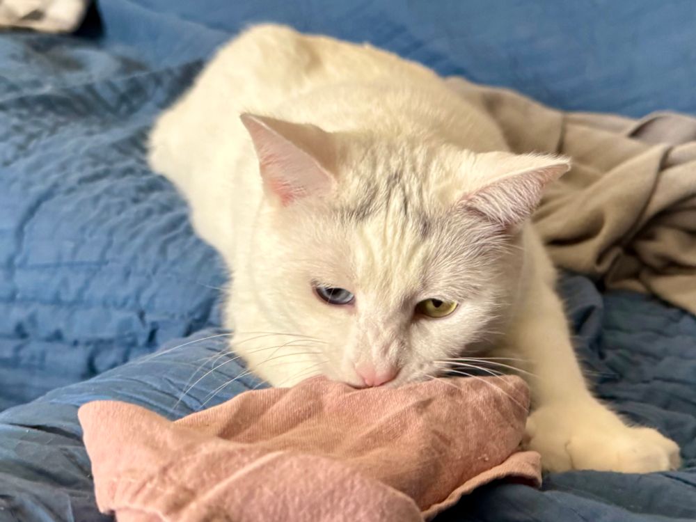Ziggy, the white cat attacking the towel that I am playing with him with. That was terrible English. I should be ashamed.