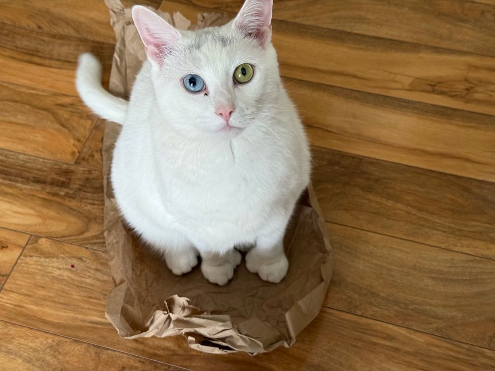 Standard Ziggy “play with me now” pose looking up at me sitting on a paper bag. 