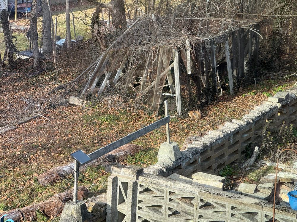 Farther view from my window, the fox is tiny in this picture, and you can see the whole collapsed shed, which becomes their winter home