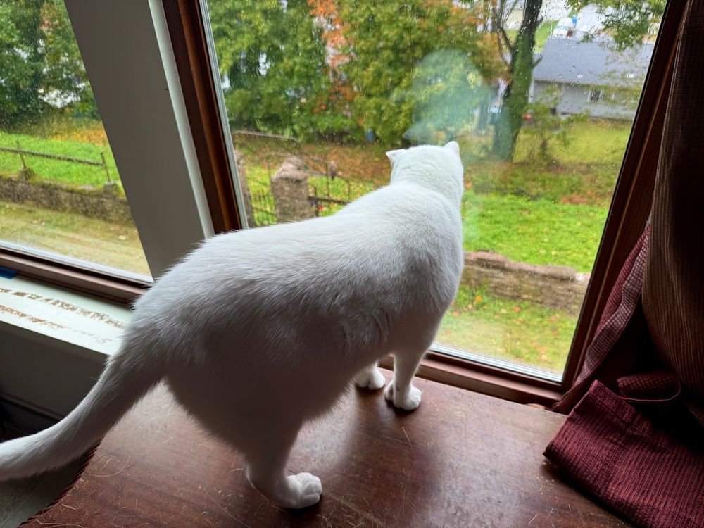 Ziggy, the white cat atop a table looking out the window was thinking about how juicy the young hawk would be…