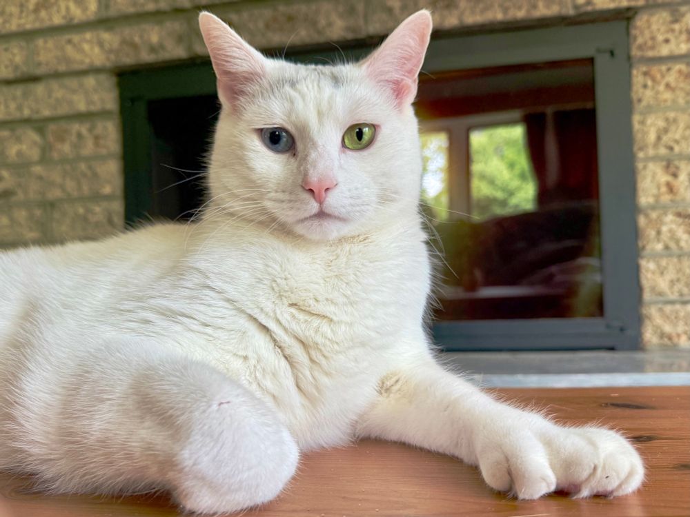 Regal pose Ziggy in front of the fireplace showing his extra digits. 