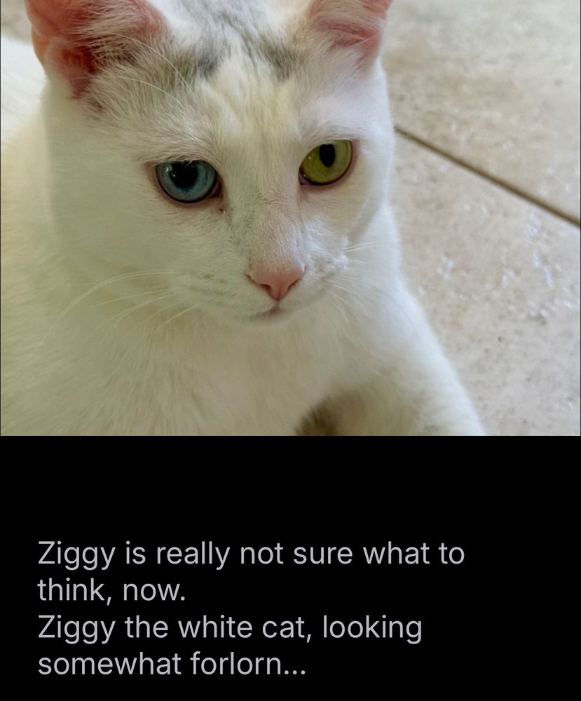 Ziggy is really not sure what to think, now.
Ziggy the white cat, looking somewhat forlorn...