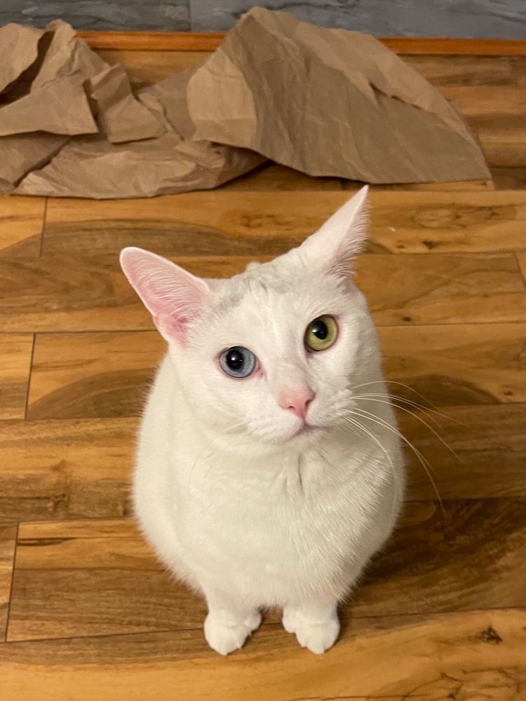 Ziggy, the white cat with different colored eyes and extra toes is sitting on a fake floor looking up at me pleadingly. I tell him “ I’m sorry, Ziggy, but you can’t come along for the ride with the little Japanese truck. I know it’s cute, but it’s too dangerous for you to go outside now.”