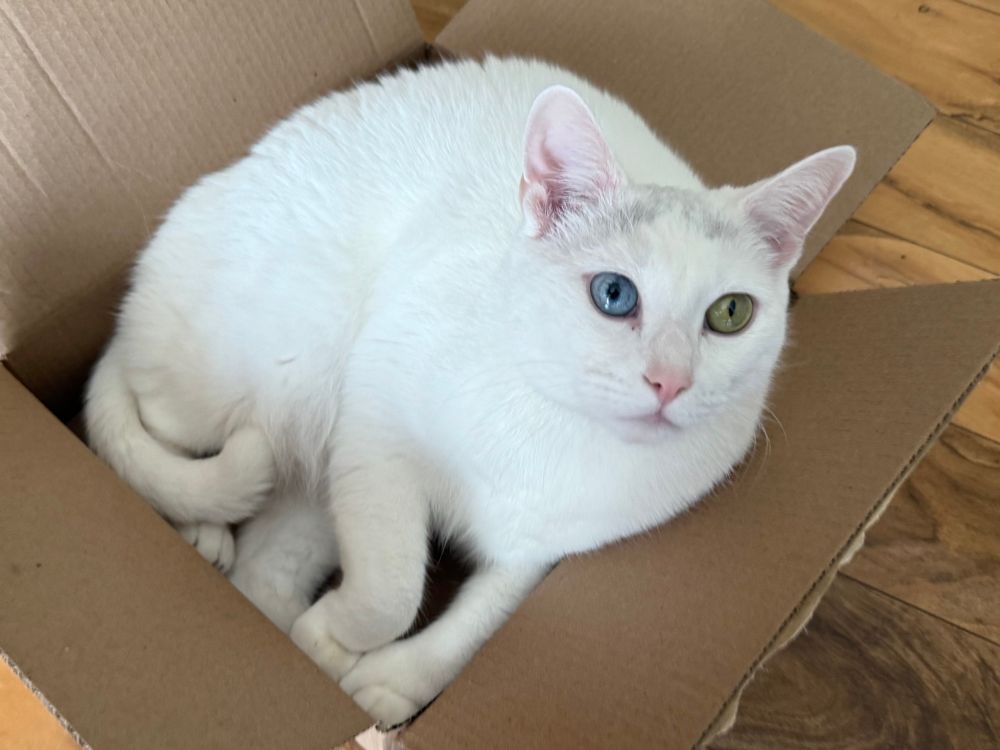 Pretty much the same as the previous picture, except Ziggy is looking slightly off to the right