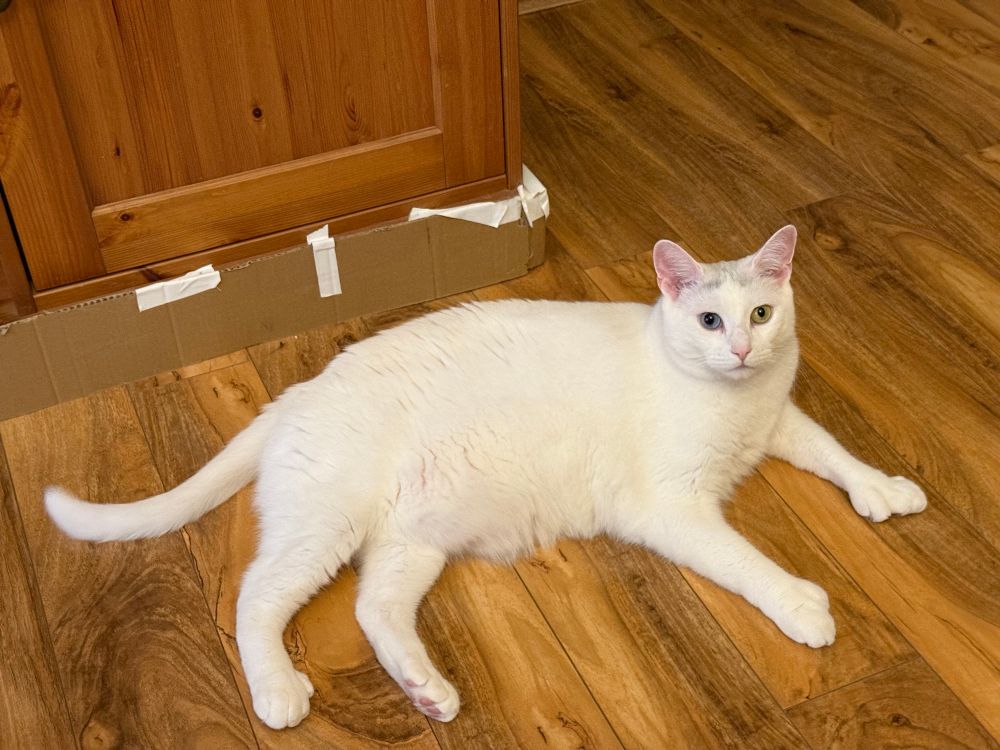 Ziggy the white cat lying on the fake wooden floor looking relaxed - now that I’m home from the long hunt. 