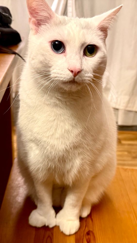 Ziggy looking a little forlorn because I’m taking too long to feed him