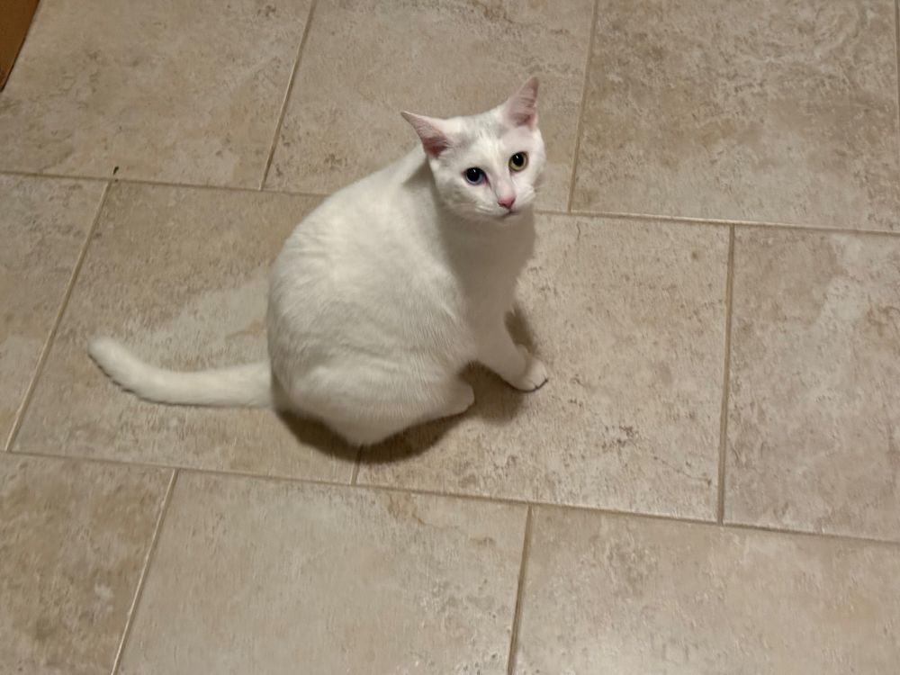 Ziggy the white cat…looking at me. “Wut…”