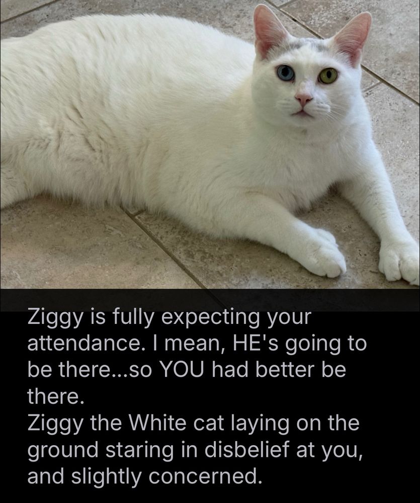 Ziggy is fully expecting your attendance. I mean, HE's going to be there...so YOU had better be there.
Ziggy the White cat laying on the ground staring in disbelief at you, and slightly concerned.
