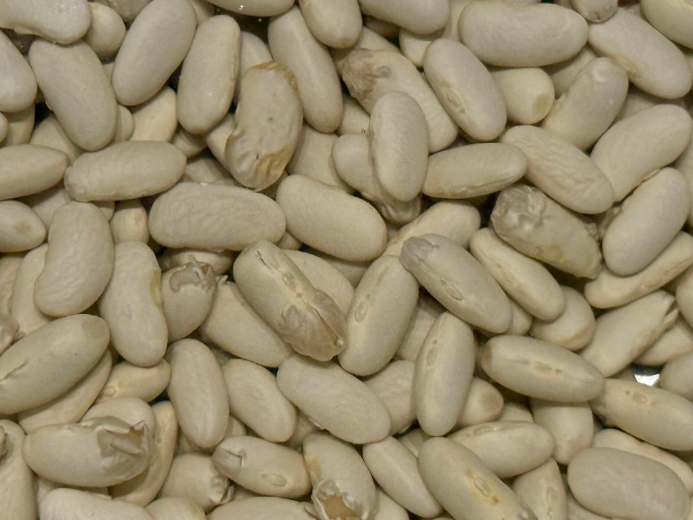 Close up of beans soaking in water overnight 