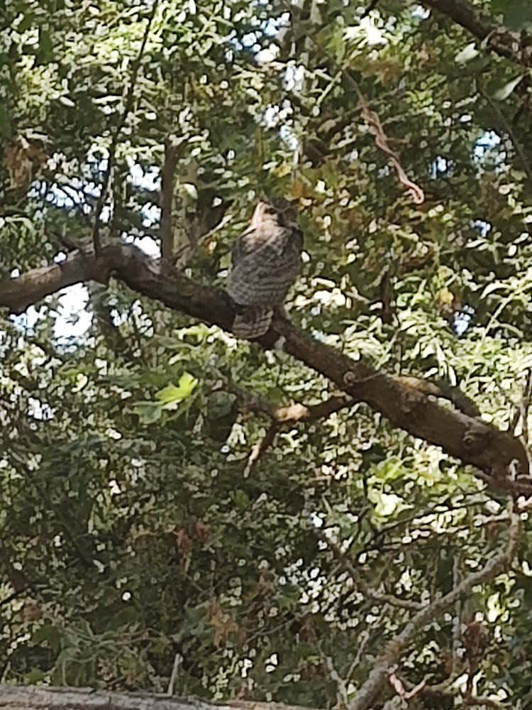 A heavily zoomed smartphone photo of an owl in a tree.