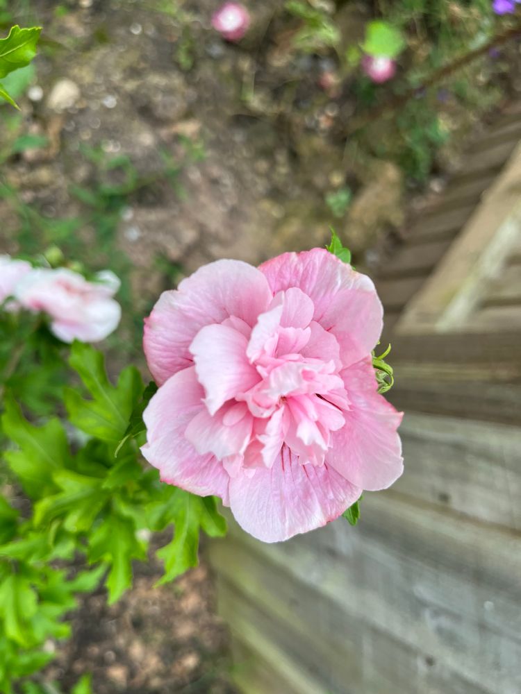 Hibiscus 