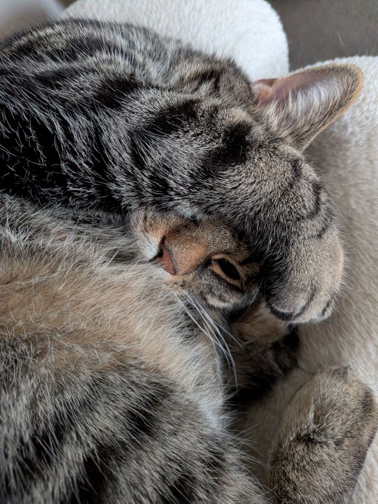 Mi precioso gato atigrado Otis medio cubriéndose la cara.