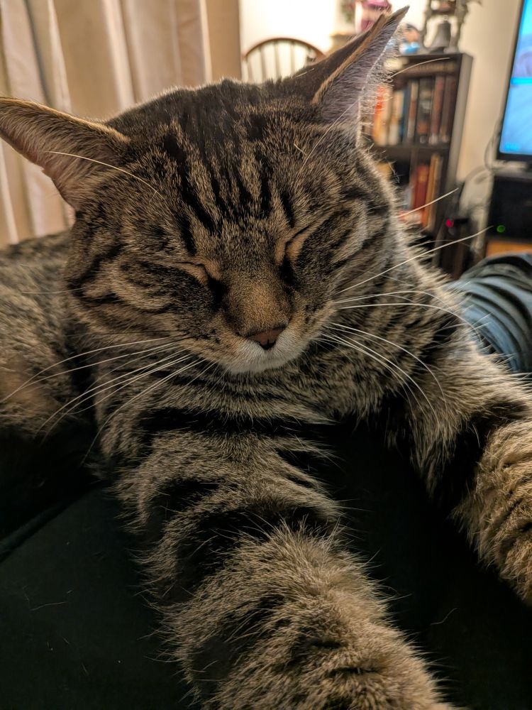 Otis (Gato) estirado con los ojitos cerrados 