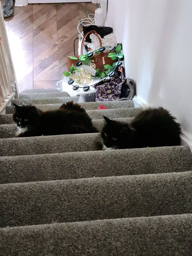 Two fluffy black cats sit on the stairs next to eachother, staring blankly at the handrail.