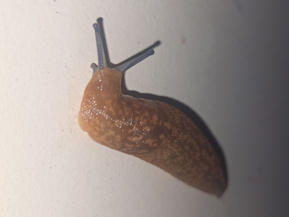 a photo of a slug starting to turn away from the camera as i was there bothering it for like 10 minutes