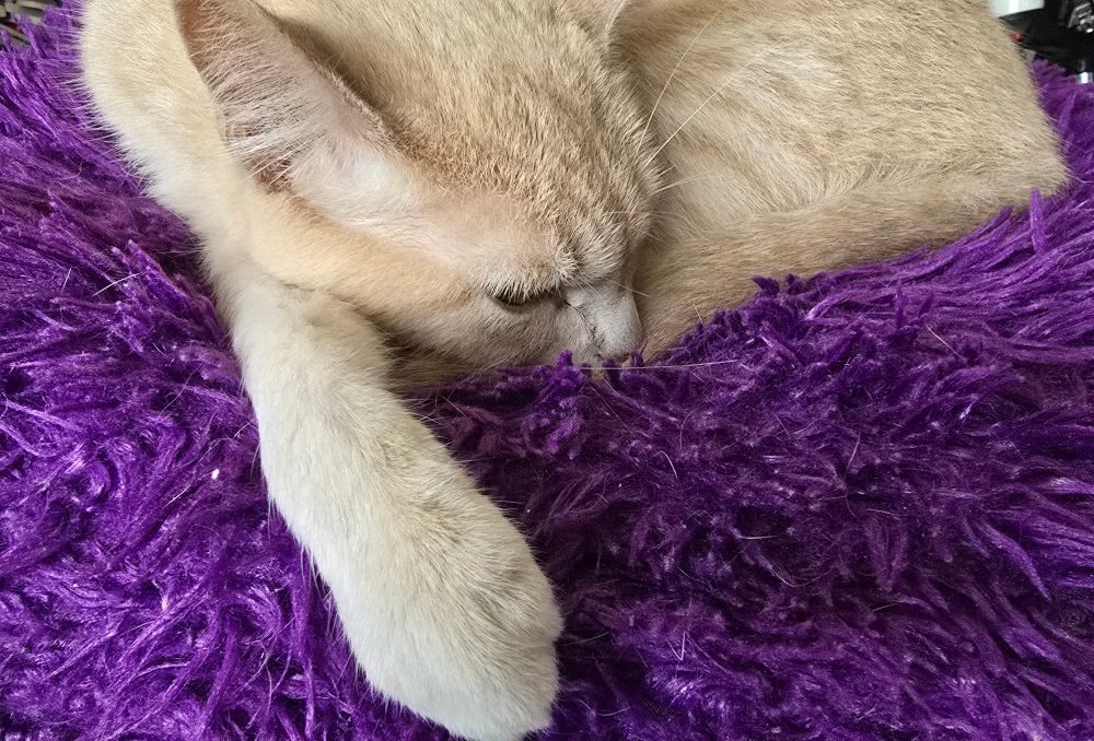 A 'buff/dilute' orange shorthair cat laying curled, with one front paw extended, on a fluffy purple faux fur pillow.