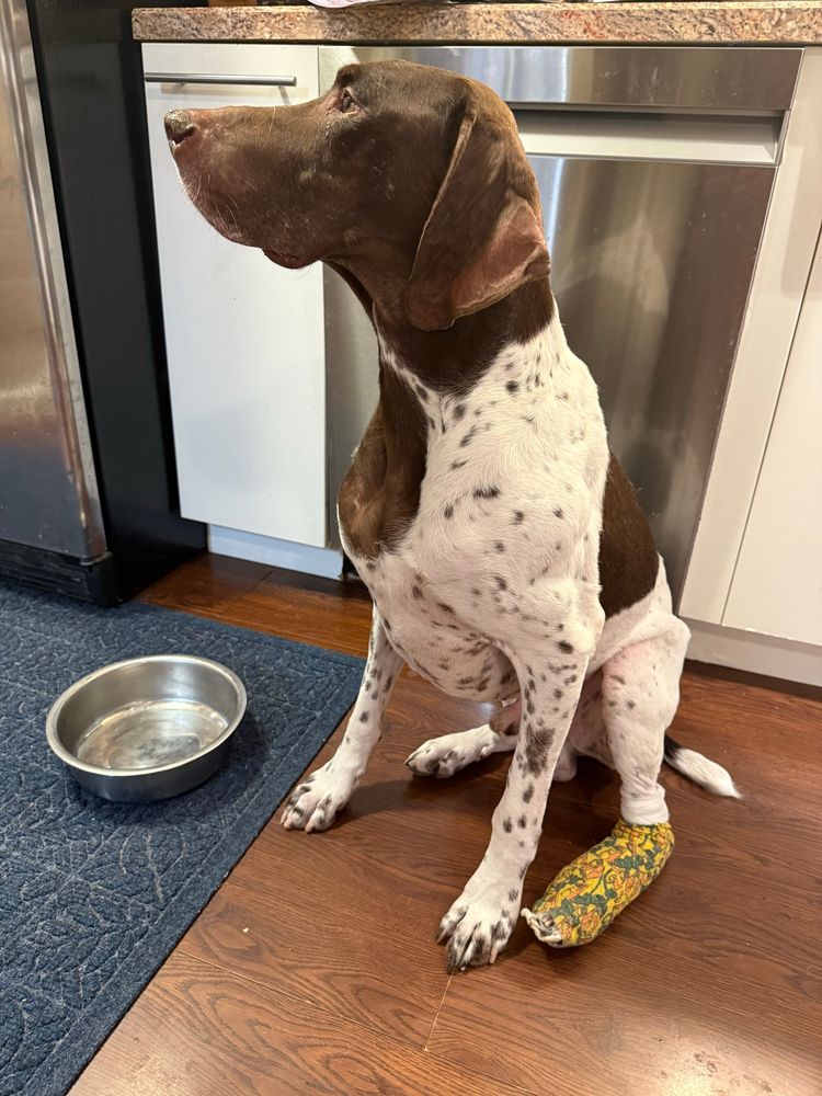 Ollie the German Shorthair Pointer, sitting on a kitchen floor next to a water bowel, with a thick bandage around his foot.