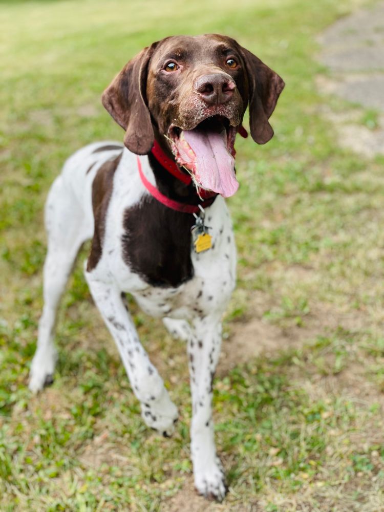 Ollie, the German Shorthair Pointer in a grassy field, primed to chase a ball that is about to be thrown.  His mouth is open and tongue out, ears perked. It’s as if he’s saying “Just throw the ball already!!”