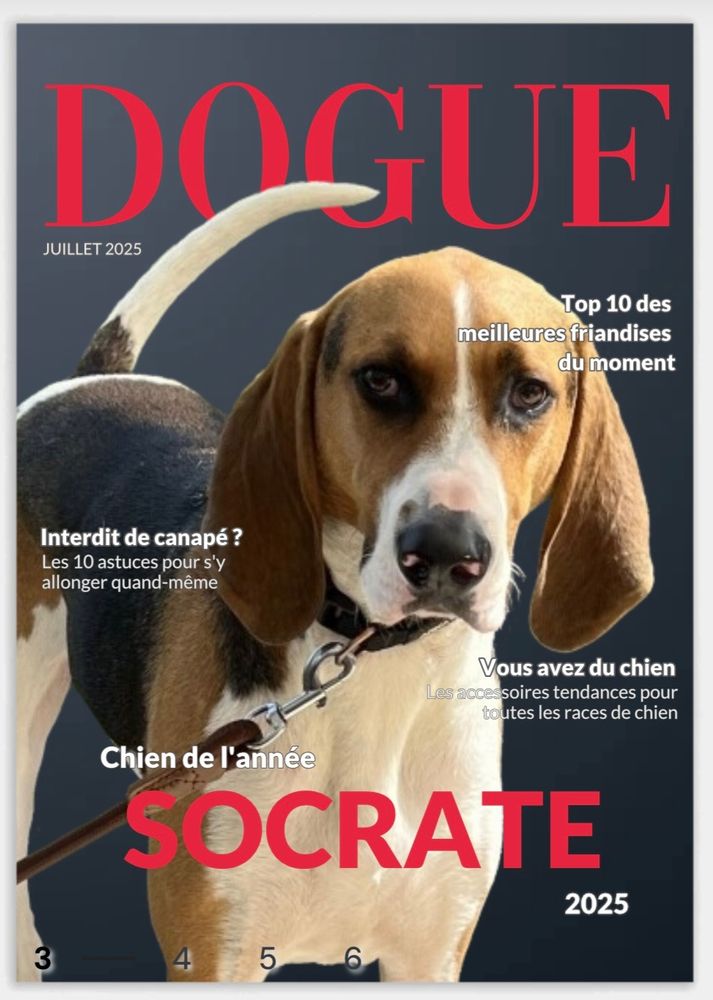 Couverture de DOGUE (en référence au magazine Vogue)
Dessus, mon chien Socrate de face, il est tricolore, avec des yeux marrons comme maquillés de noir, et sa truffe noire aux narines roses qui ressort sur son museau blanc, ses oreilles tombantes de chaque côté de sa tête. 
Des titres sont disséminés autour de lui :
"Top 10 des meilleures friandises du moment" 
"Interdit de canapé ? Les 10 astuces pour s'y allonger quand même"
"Vous avez du chien
Les accessoires tendance pour toutes les races de chien"
Enfin, en bas :
"Chien de l'année 2025
Socrate"