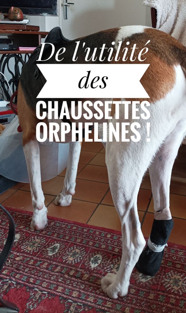 Anglo-français de 3/4 dos
Sur la patte arrière droite est enfilée une socquette noire, maintenue par du sparadrap.
La tête baissée du chien est cachée par la collerette semi-opaque.
L'attitude du chien semble résignée, mais quelques minutes après la photo, en essayant de retirer le cône de la honte, il se fera mal au cou. 😭😱